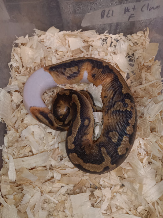 Pied female 001