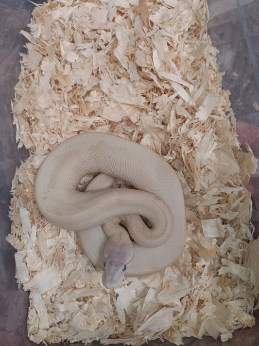 Blue eyed leucistic het clown 001