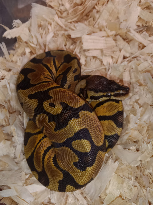 Scales head pastel enchi 001