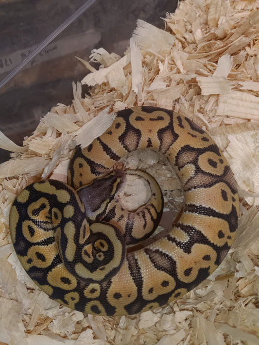 Super pastel het clown001