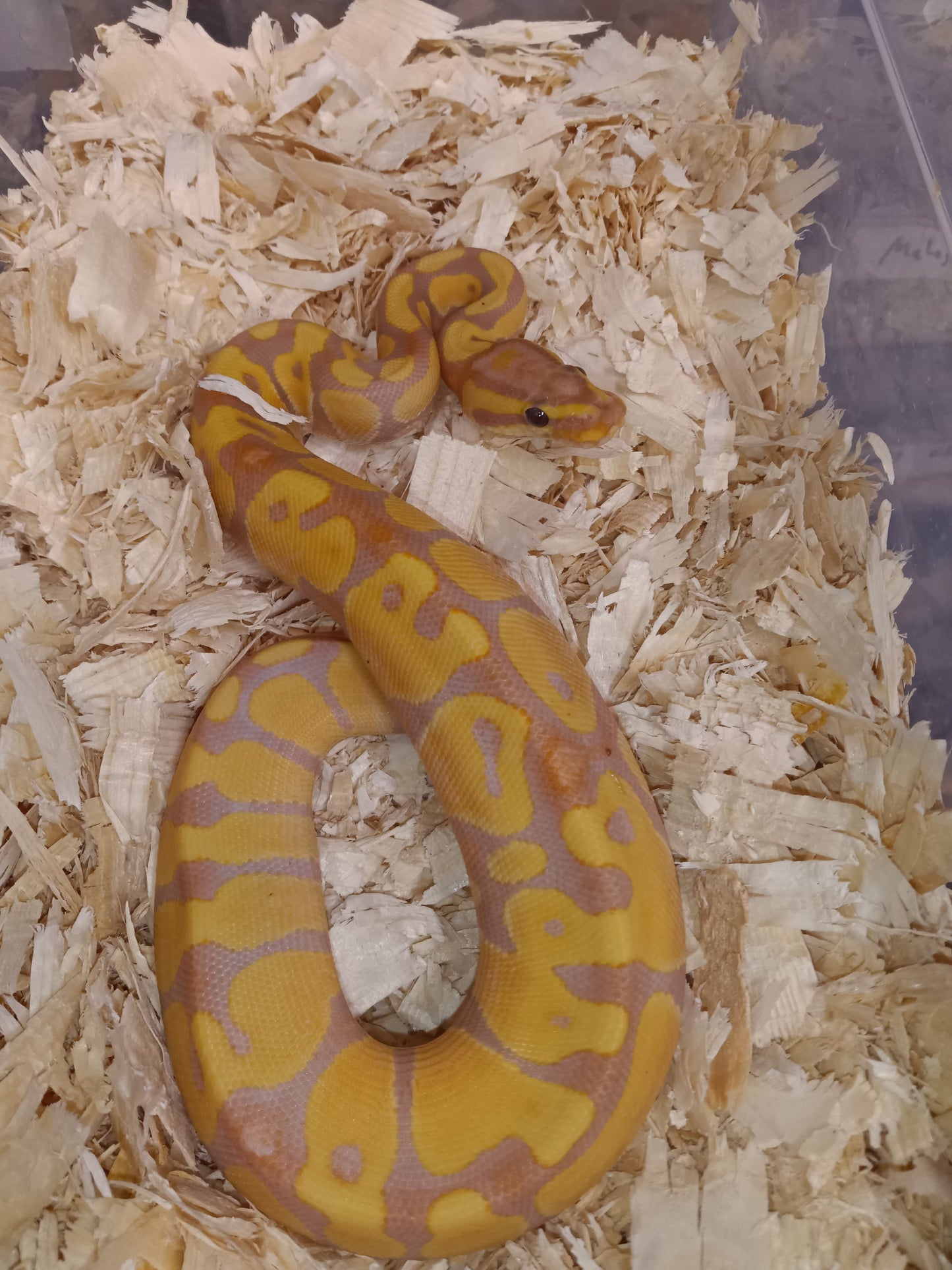 Orange dream enchi banana001