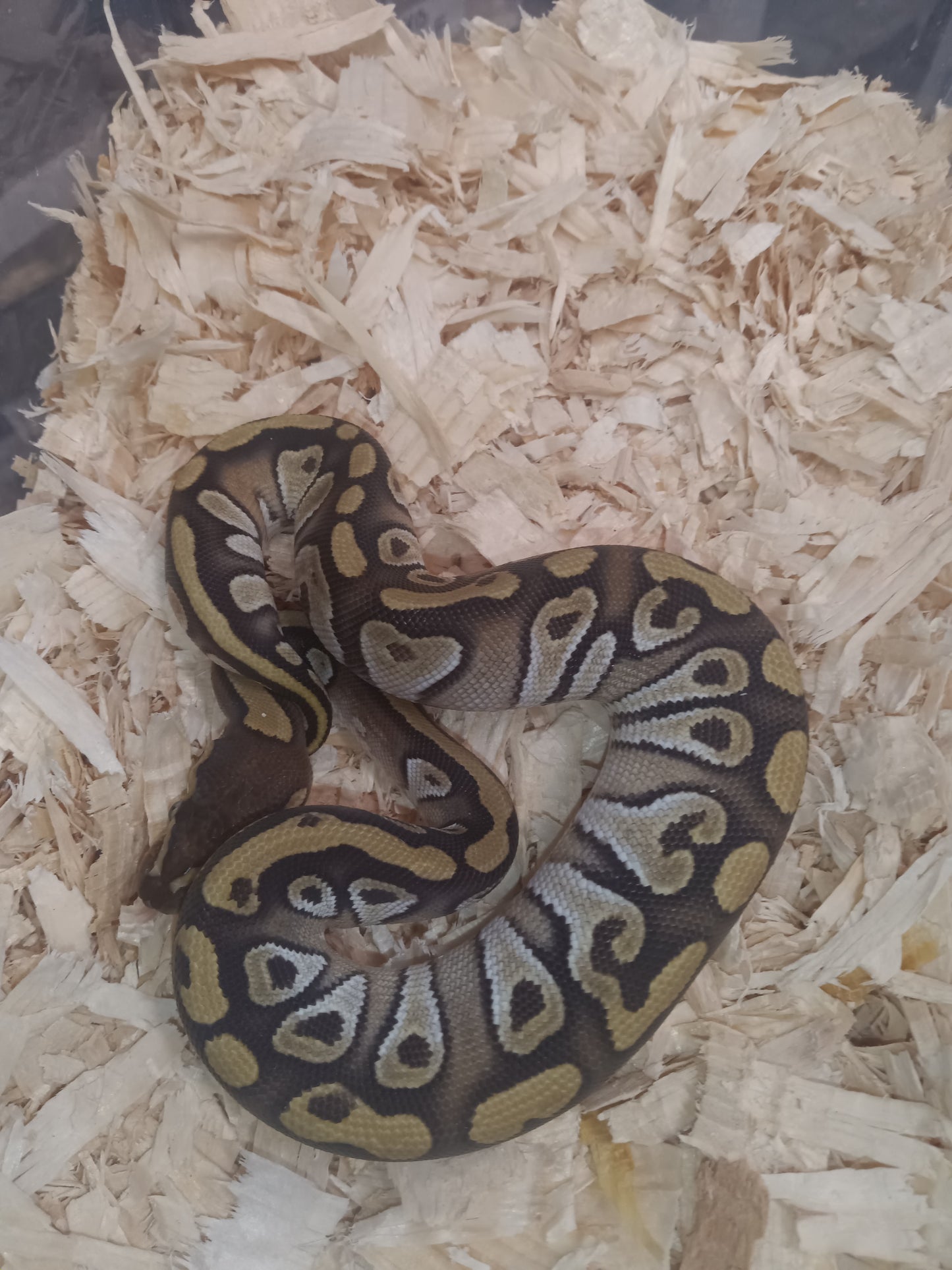 Mojave het clown