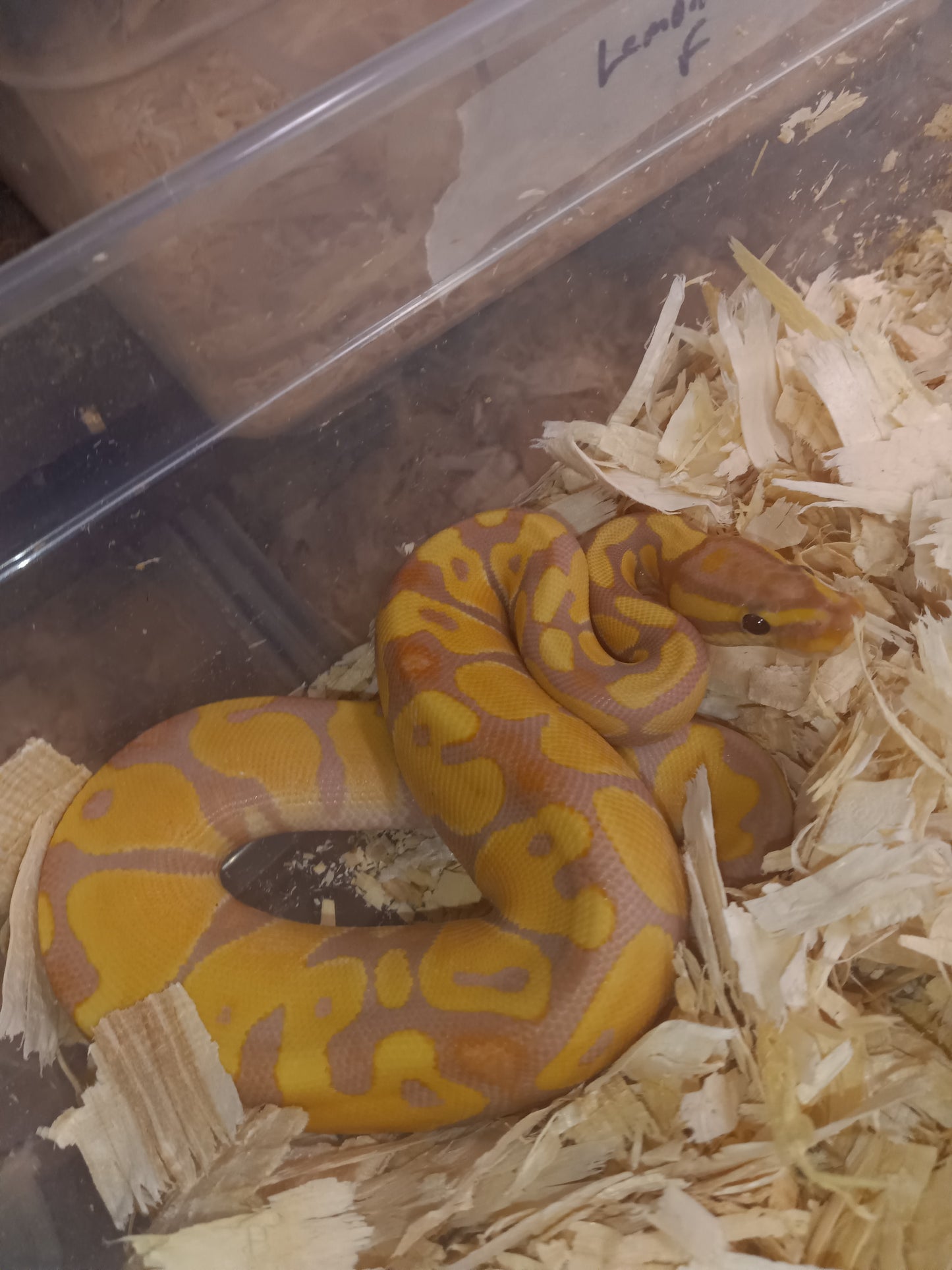 Orange dream enchi banana