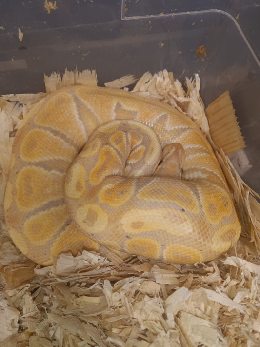 Hypo granite banana