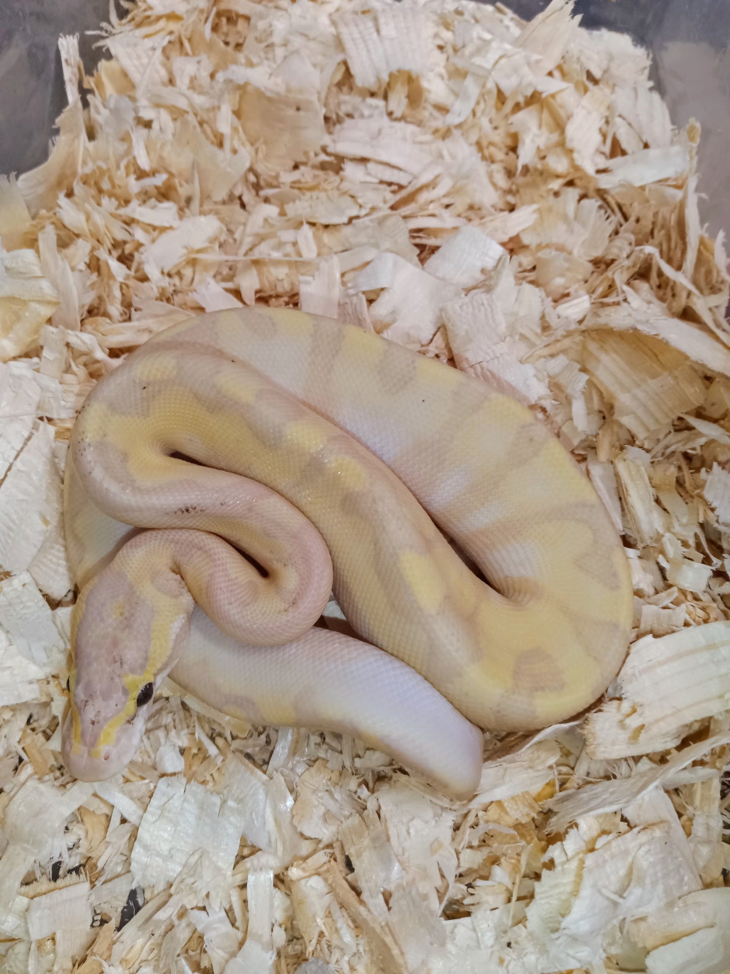 Banana bamboo enchi pastel