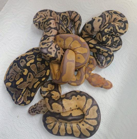 Firefly het clown x pastel clown enchi banana